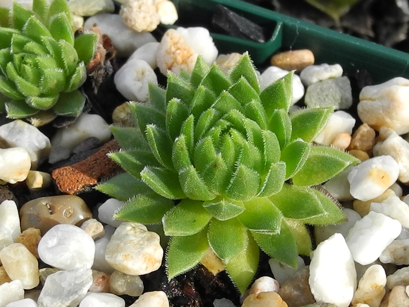 marmoreum ssp. reginae-amaliae (macedonicum) from Ljuboten
