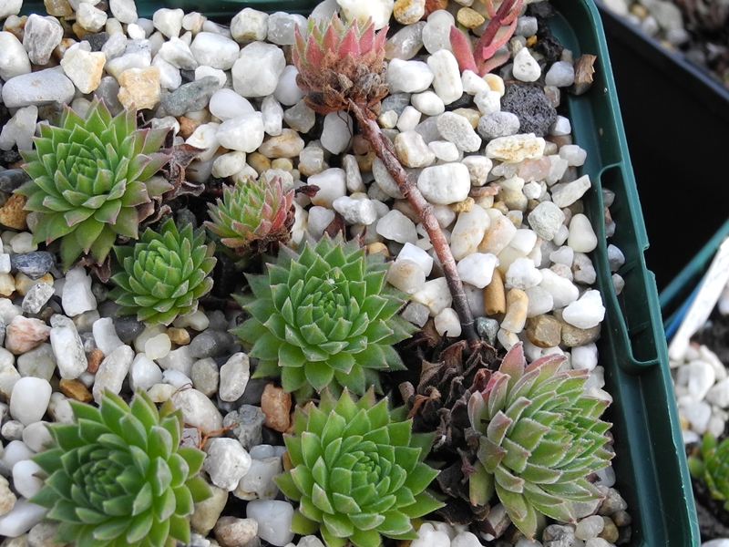 marmoreum ssp. reginae-amaliae (macedonicum) from Stogovo planina