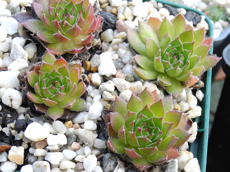 marmoreum ssp. marmoreum from Cheile Turzii (oben)