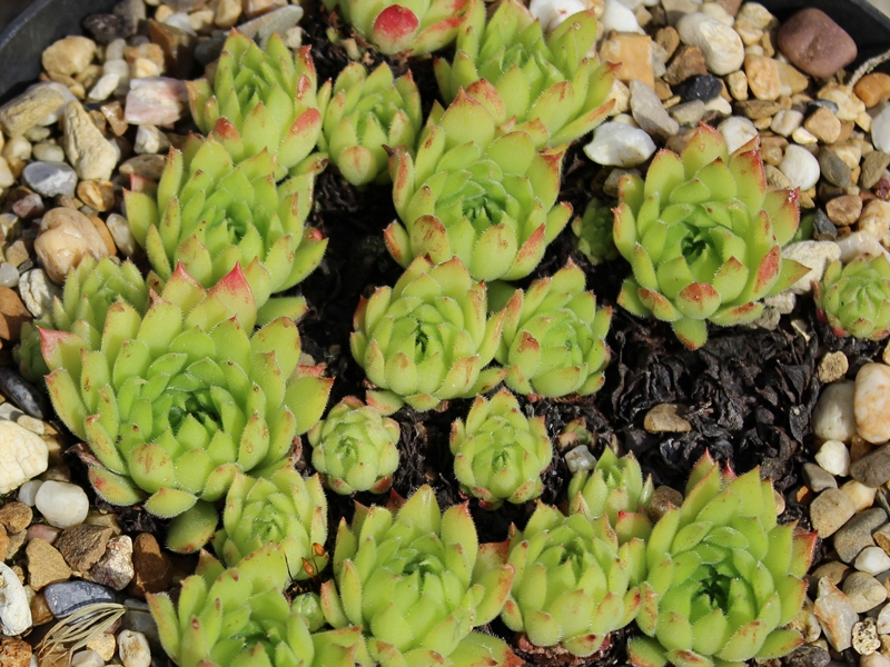 marmoreum ssp. matricum from Szarvaskö