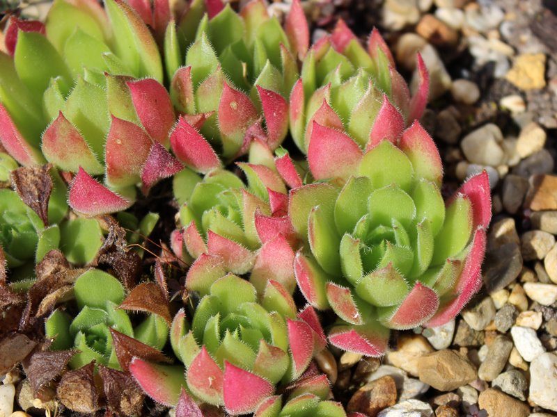 marmoreum ssp. matricum from Turna