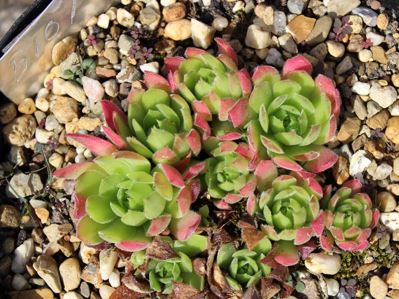 marmoreum ssp. matricum from Turna