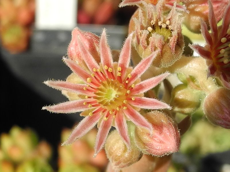 marmoreum ssp. reginae-amaliae from Mt. Chelmos