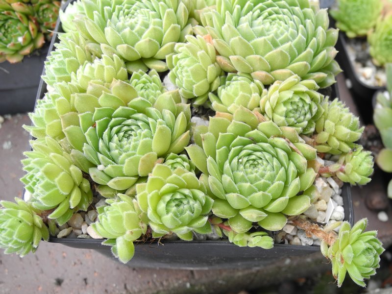 marmoreum ssp. reginae-amaliae from Mt. Giona