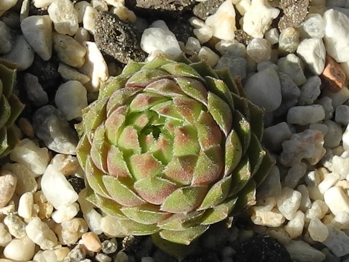 marmoreum ssp. reginae-amaliae from Mt. Giona