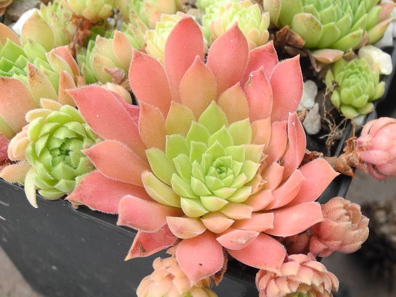 marmoreum ssp. reginae-amaliae from Mt. Chelmos
