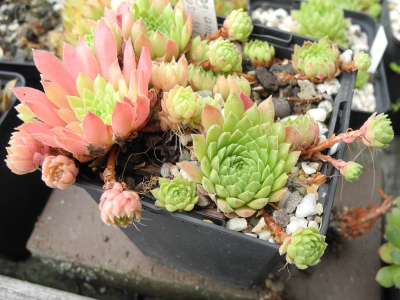 marmoreum ssp. reginae-amaliae from Mt. Chelmos