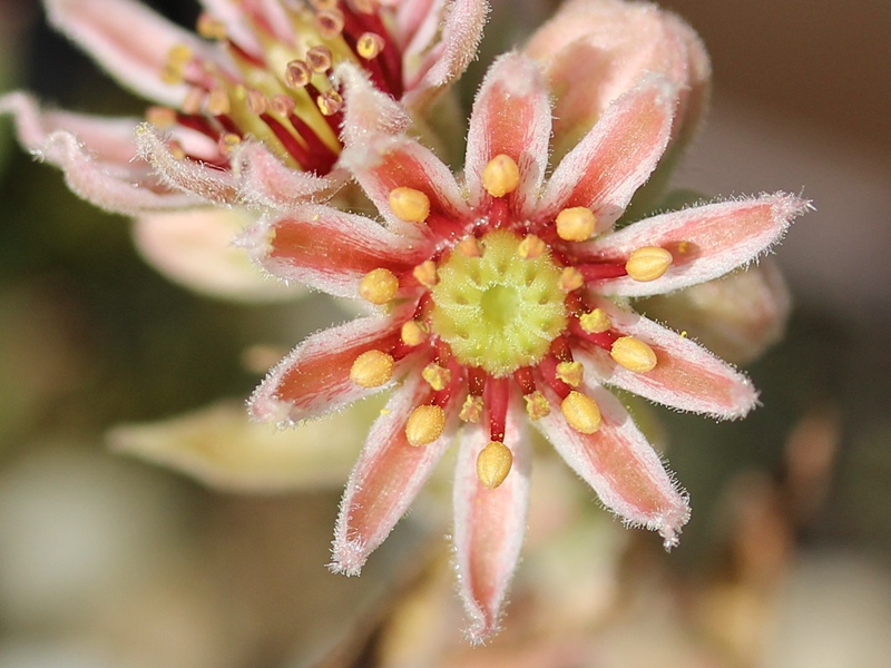 marmoreum ssp. reginae-amaliae from Mavri Petri