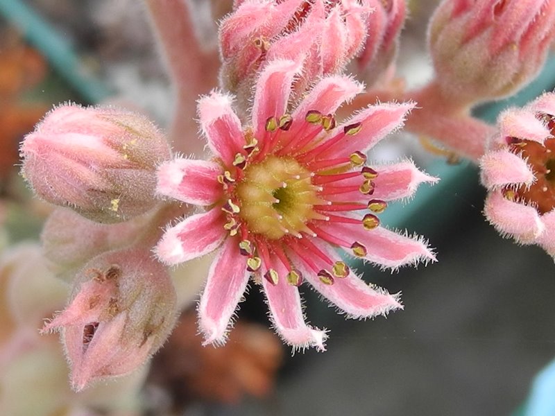 marmoreum ssp. reginae-amaliae (degenianum)