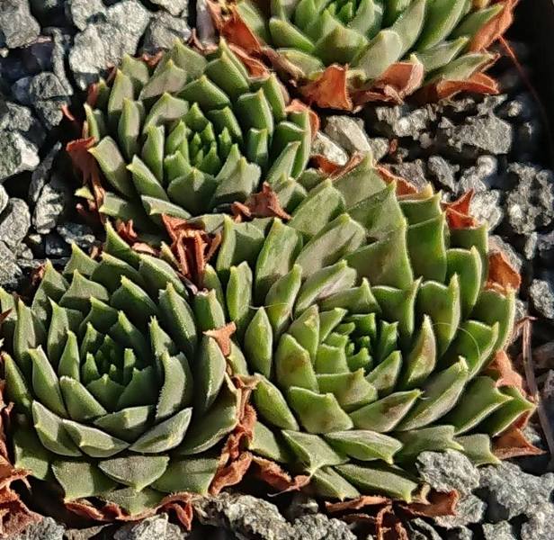marmoreum ssp. erythraeum from Jundola-Pashovi