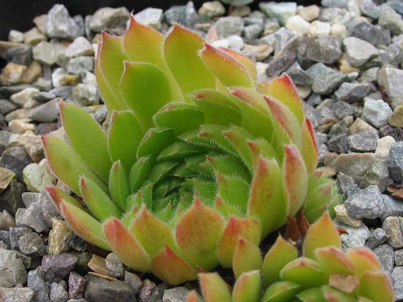 marmoreum ssp. matricum from Szarvaskö