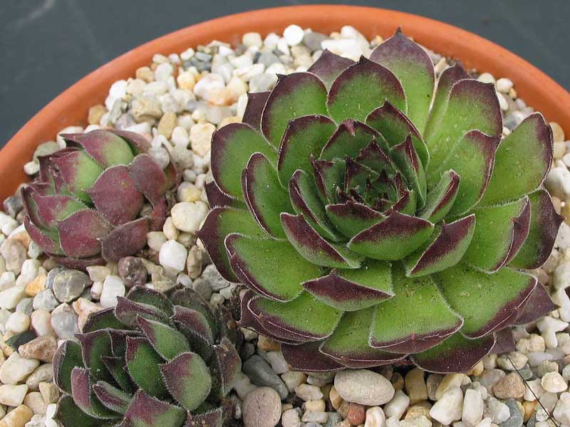marmoreum ssp. matricum from Füzér