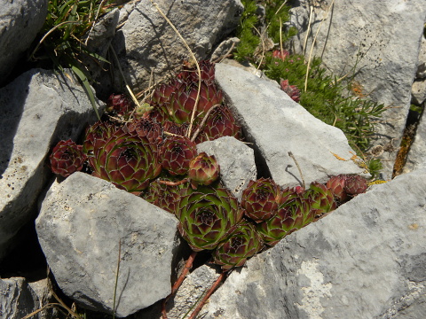 marmoreum ssp. marmoreum from Bavan