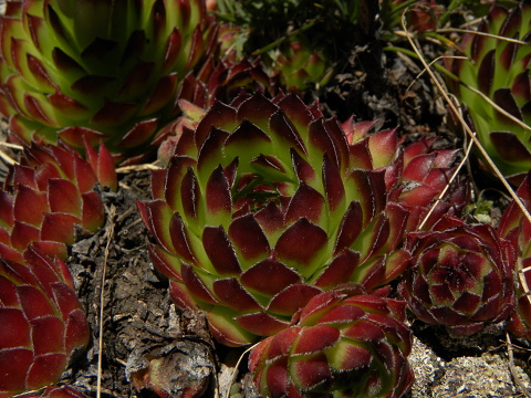 marmoreum ssp. marmoreum from Bavan