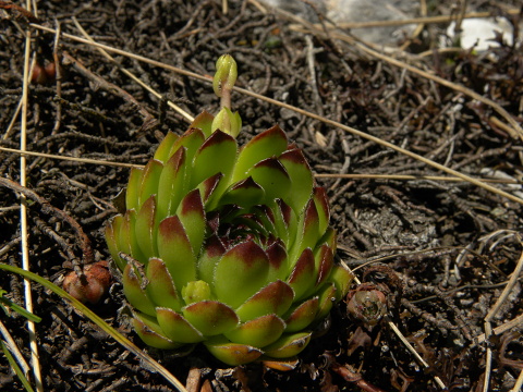marmoreum ssp. marmoreum from Bavan