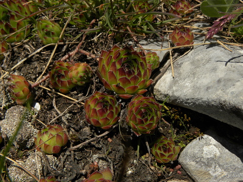 marmoreum ssp. marmoreum from Bavan