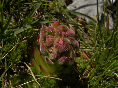 marmoreum ssp. marmoreum from Bavan
