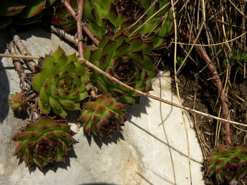 marmoreum ssp. marmoreum from Bobotov Kuk, Abhang