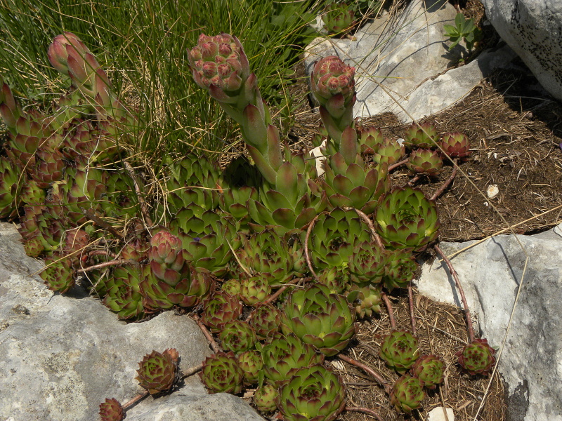 marmoreum ssp. marmoreum from Bobotov Kuk, Abhang