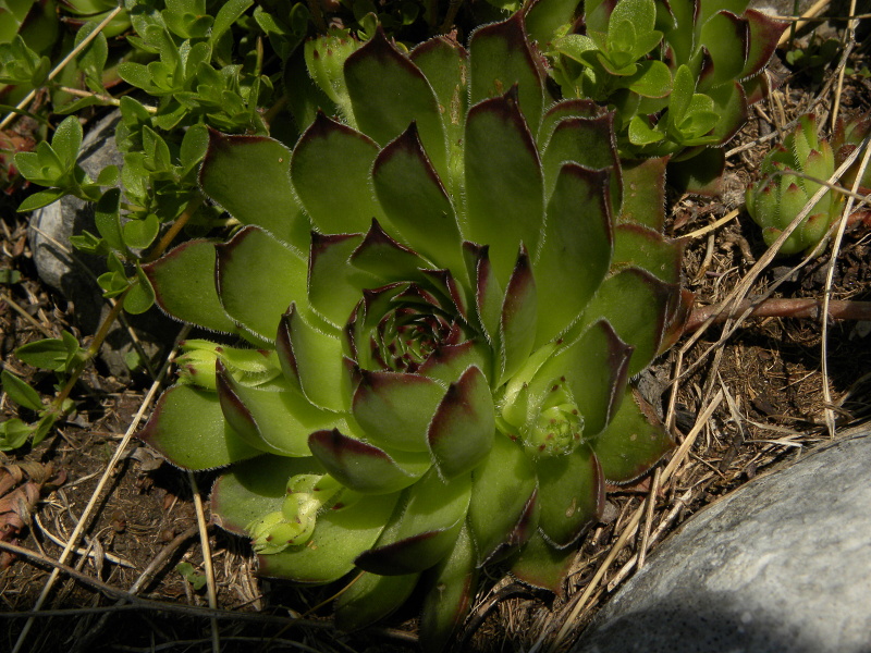 marmoreum ssp. marmoreum from Bobotov Kuk, Abhang