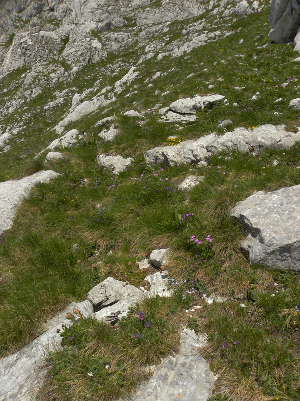 marmoreum ssp. marmoreum from Bobotov Kuk, Abhang