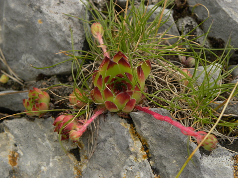 marmoreum ssp. marmoreum from Gropa e Dobkut