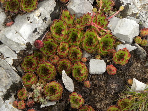 marmoreum ssp. marmoreum from Gropa e Dobkut
