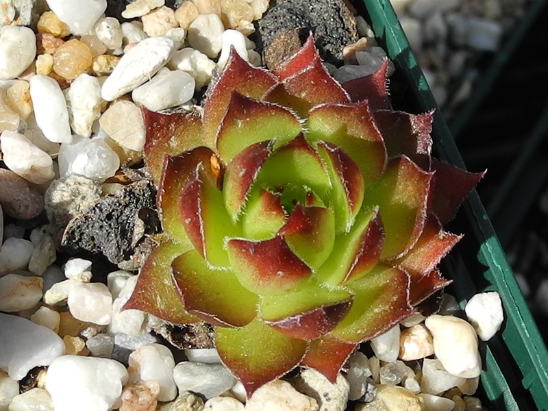 marmoreum ssp. marmoreum from Cheile Turzii (oben)