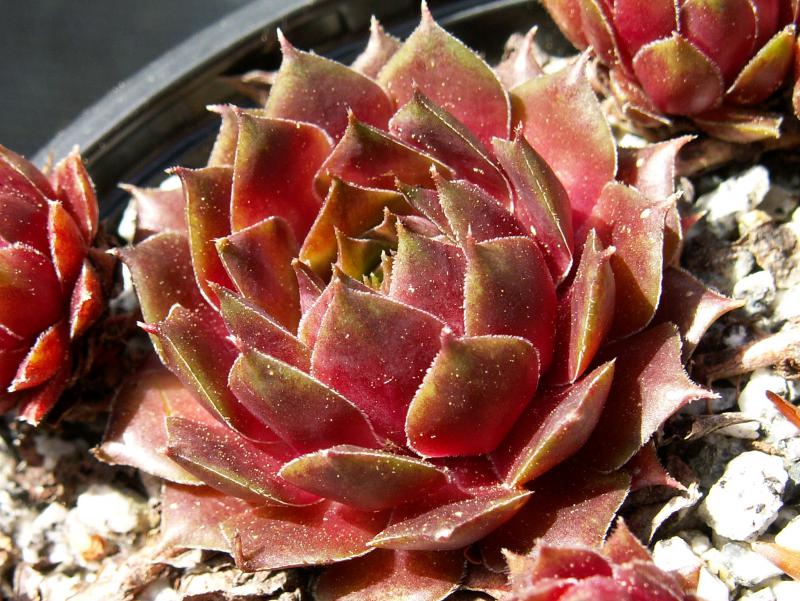 marmoreum ssp. marmoreum (rubicundum)
