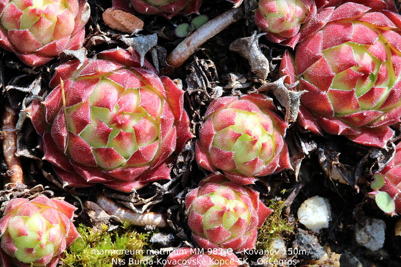 marmoreum ssp. matricum from Kováčovské kopce