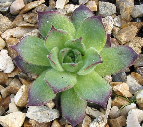 marmoreum ssp. matricum from Regec