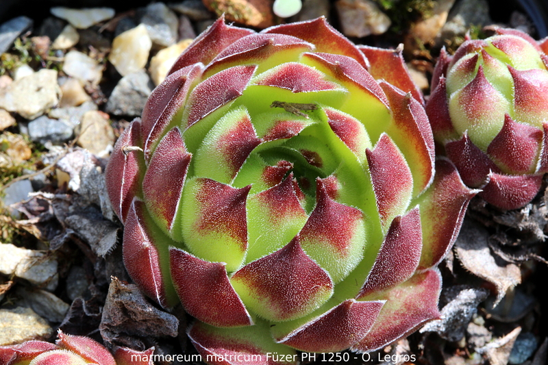 marmoreum ssp. matricum from Füzér