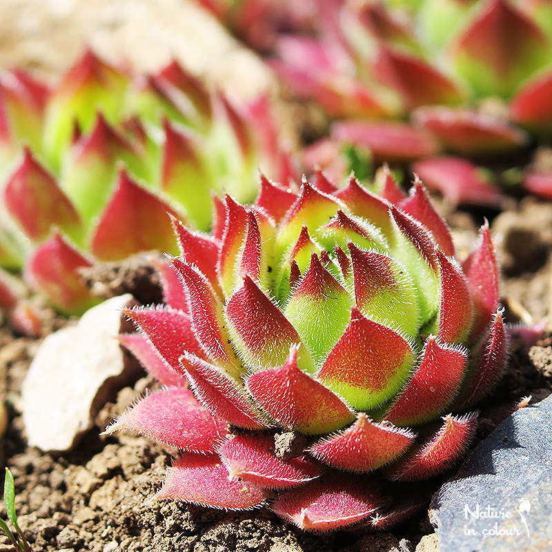 marmoreum ssp. matricum