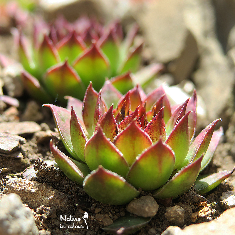 tectorum var. tectorum (mettenianum)