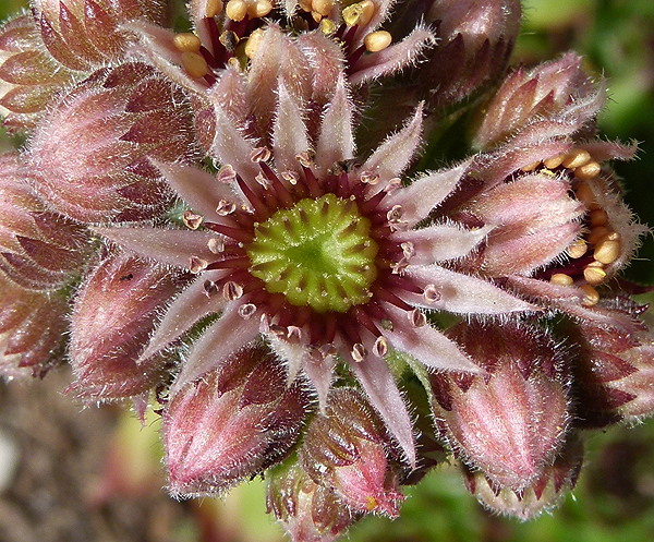 tectorum var. tectorum (mettenianum)