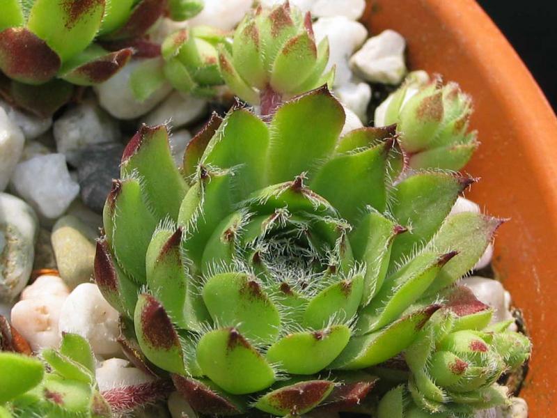 minus x S. tectorum