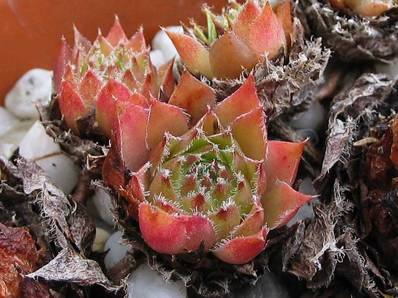 minus x S. tectorum