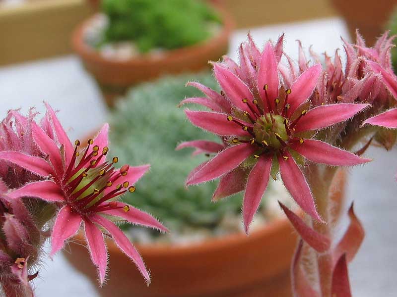minus x S. tectorum
