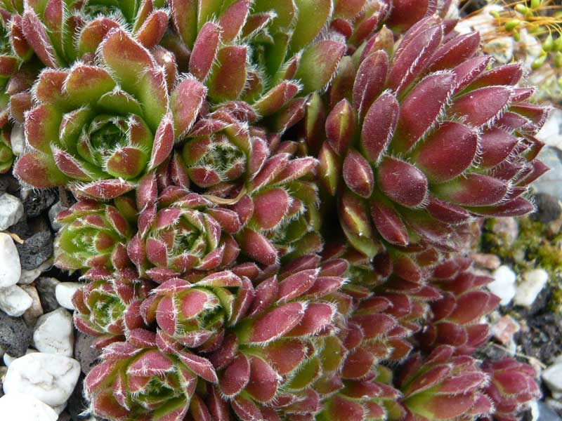 minutum (hirtella)
