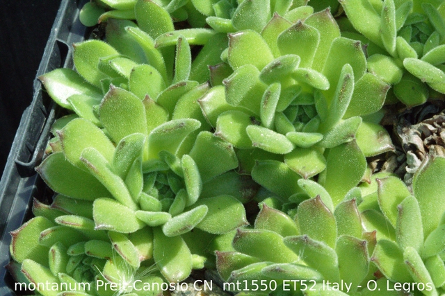 montanum from Preit