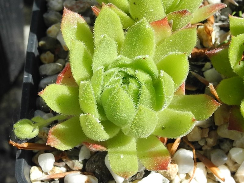 montanum ssp. burnatii from Queyras