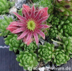 montanum