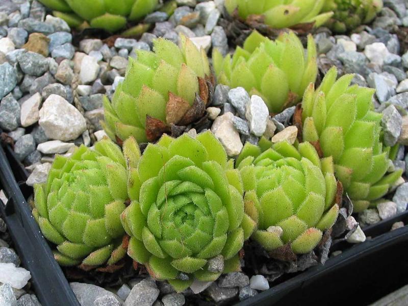 montanum ssp. burnatii from Korsika