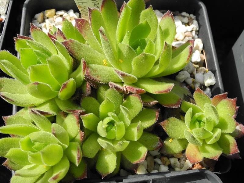 montanum ssp. burnatii from Mont Moutier