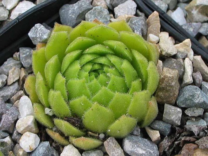 montanum ssp. burnatii from Korsika
