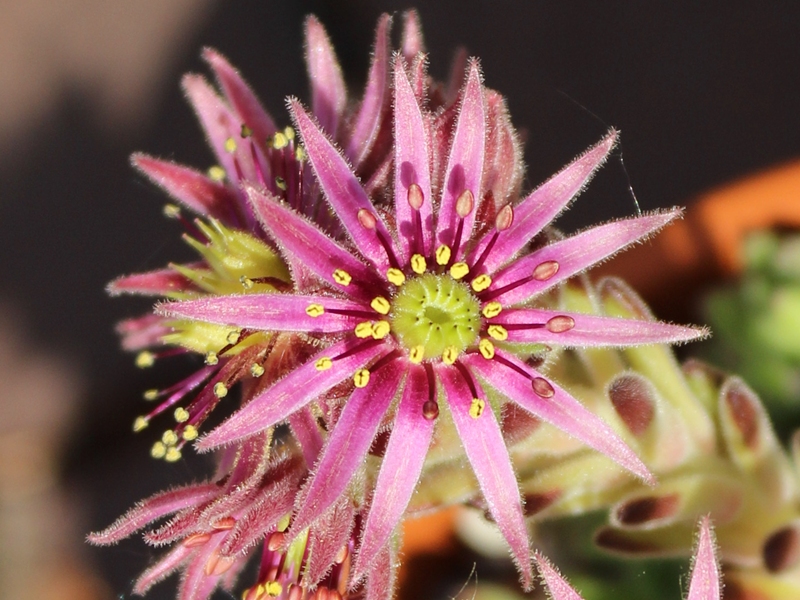 montanum from Pfossental