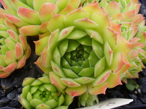 montanum (frigidum)