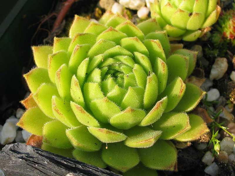 montanum ssp. burnatii from Queyras
