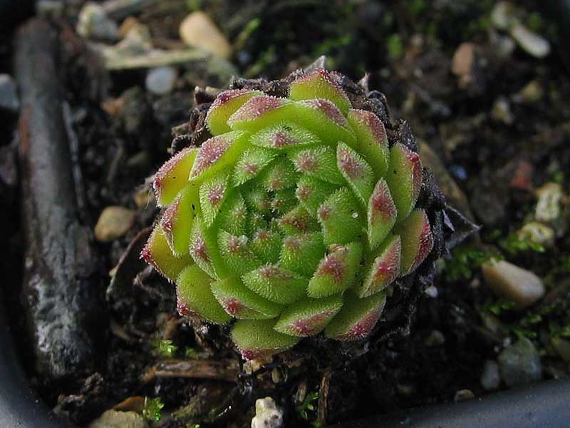 montanum from Envalirapass