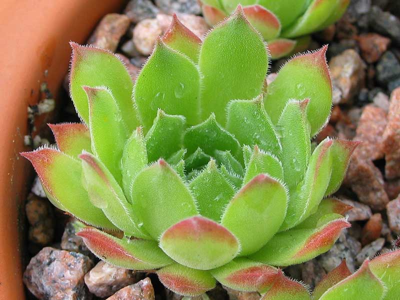 montanum (frigidum)